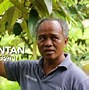 Nama Buah Mirip Durian Di Kalimantan